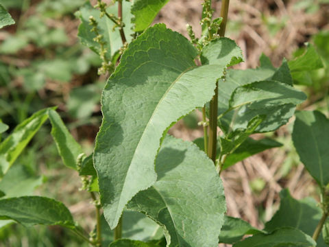 Rumex obtusifolius