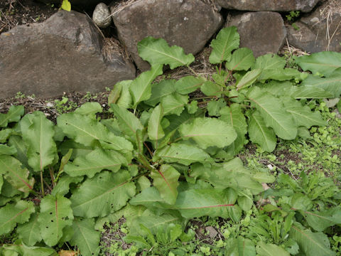 Rumex obtusifolius