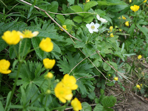 Anemone narcissiflora var. sachalinensis