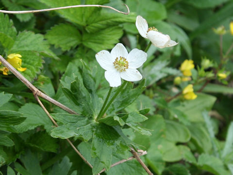 Anemone narcissiflora var. sachalinensis