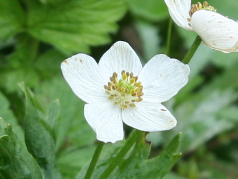 Anemone narcissiflora var. sachalinensis
