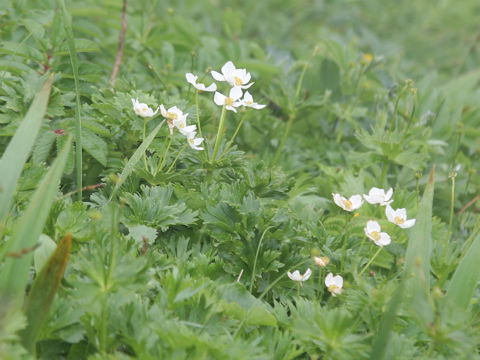Anemone narcissiflora var. sachalinensis