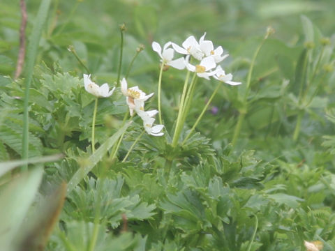 Anemone narcissiflora var. sachalinensis