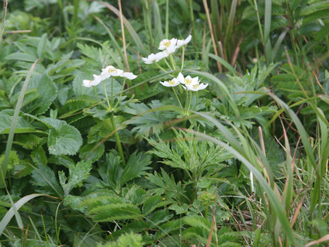 Anemone narcissiflora var. sachalinensis