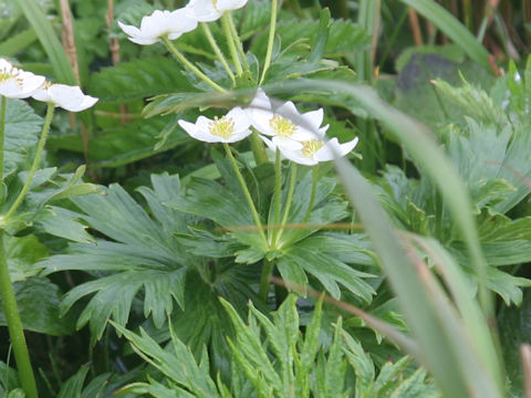 Anemone narcissiflora var. sachalinensis