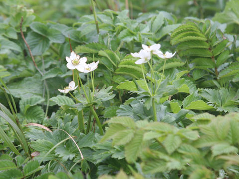 Anemone narcissiflora var. sachalinensis