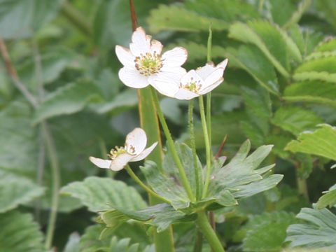 Anemone narcissiflora var. sachalinensis