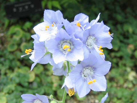 Polemonium caeruleum ssp. yezoense