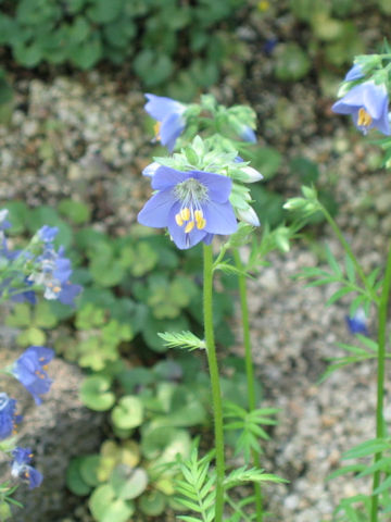 Polemonium caeruleum ssp. yezoense