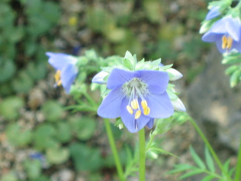 Polemonium caeruleum ssp. yezoense