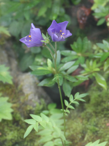 Polemonium caeruleum ssp. yezoense