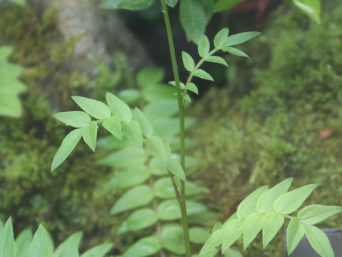 Polemonium caeruleum ssp. yezoense