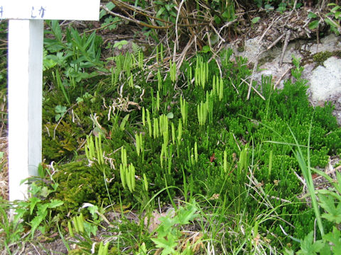 Lycopodium clavatum var. robustum