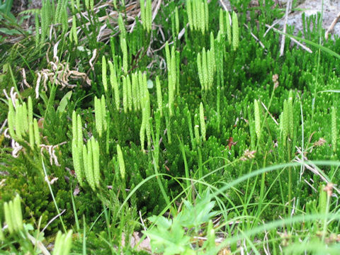 Lycopodium clavatum var. robustum