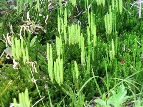 Lycopodium clavatum var. robustum