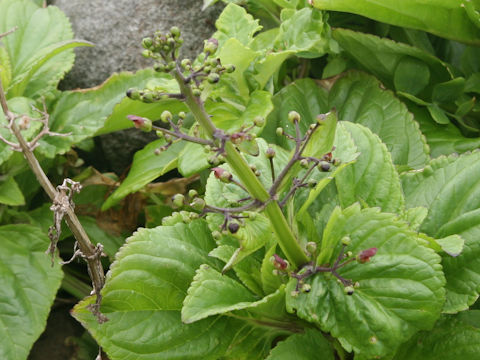 Scrophularia alata