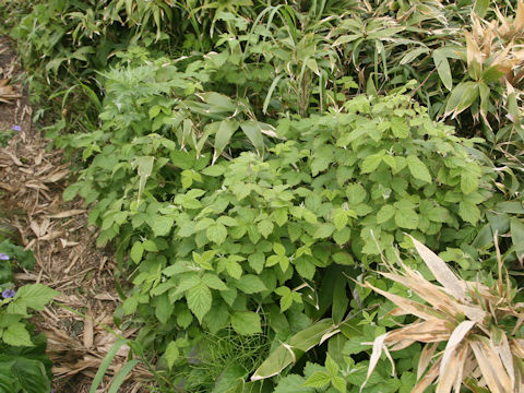 Rubus idaeus ssp. melanolasius