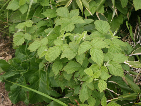Rubus idaeus ssp. melanolasius