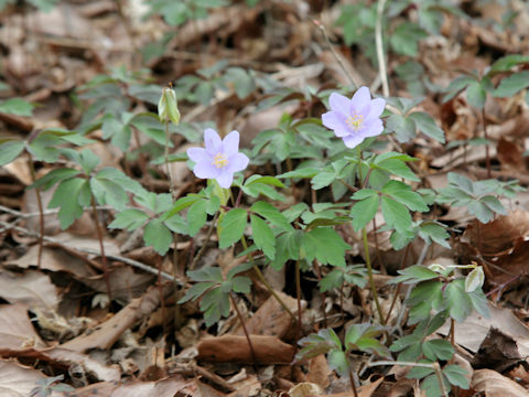 Anemone yezoensis