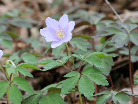 Anemone yezoensis