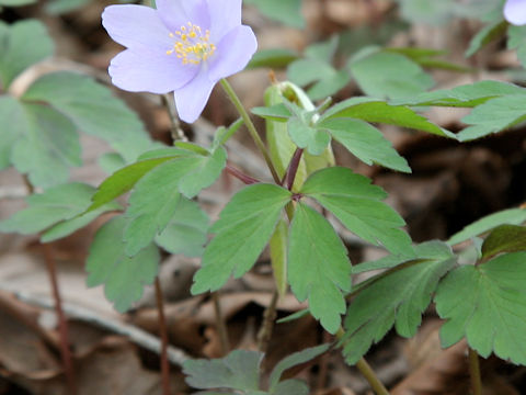 Anemone yezoensis