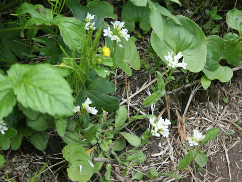 Arabis serrata var. glauca