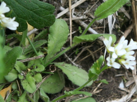 Arabis serrata var. glauca
