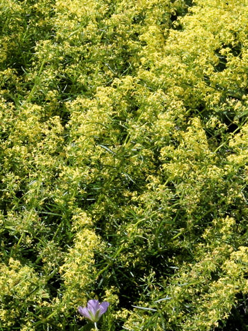 Galium verum var. trachycarpum