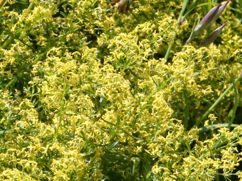 Galium verum var. trachycarpum