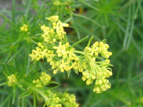 Galium verum var. trachycarpum