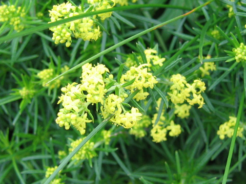 Galium verum var. trachycarpum