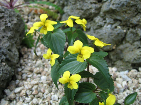 Viola brevistipulata var. hidakana