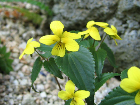 Viola brevistipulata var. hidakana