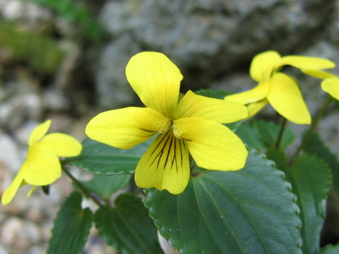 Viola brevistipulata var. hidakana