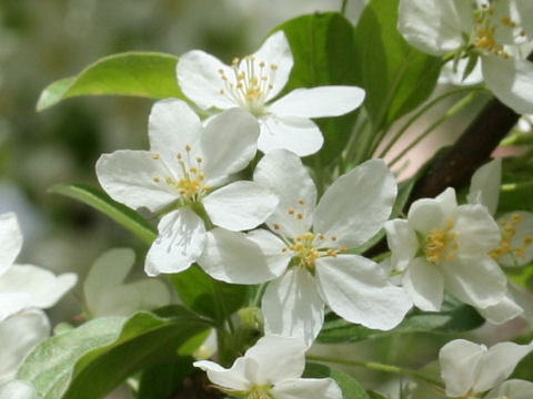 Malus baccata var. mandshurica