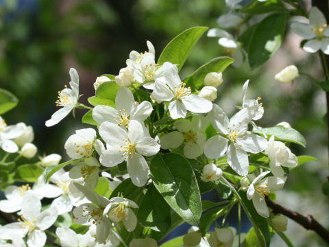 Malus baccata var. mandshurica