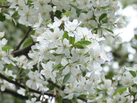 Malus baccata var. mandshurica