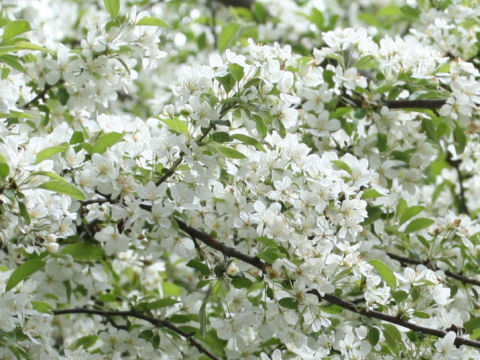 Malus baccata var. mandshurica