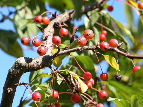 Malus baccata var. mandshurica