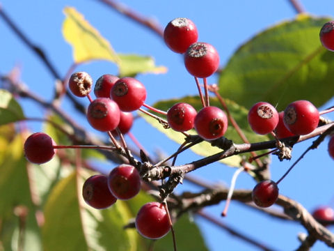 Malus baccata var. mandshurica