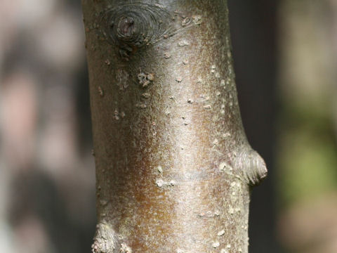 Malus baccata var. mandshurica