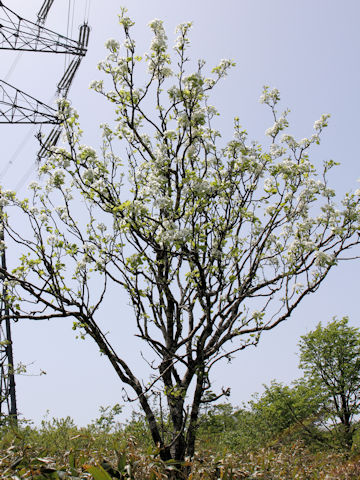 Malus baccata var. mandshurica