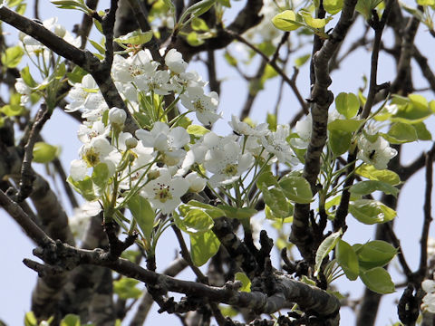 Malus baccata var. mandshurica