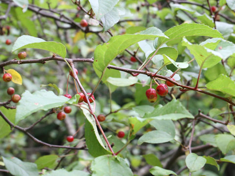 Malus baccata var. mandshurica