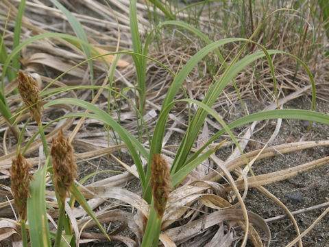 Carex macrocephala