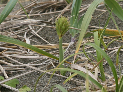 Carex macrocephala