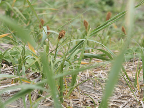 Carex macrocephala