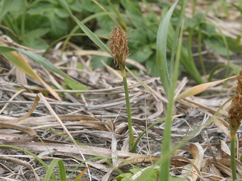 Carex macrocephala