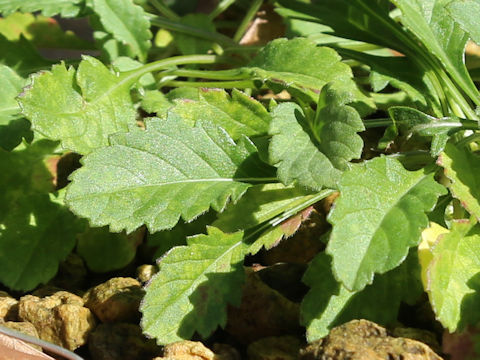 Scabiosa jezoensis