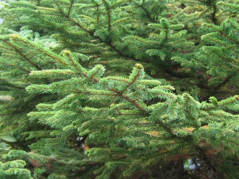 Picea jezoensis